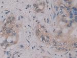 MPEG1 Antibody in Immunohistochemistry (Paraffin) (IHC (P))