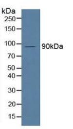 MPEG1 Antibody in Western Blot (WB)