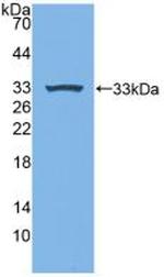 MPEG1 Antibody in Western Blot (WB)