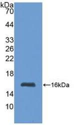 MT1 Antibody in Western Blot (WB)