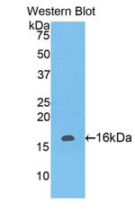 LAIR2 Antibody in Western Blot (WB)
