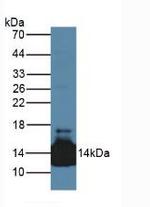LACRT Antibody in Western Blot (WB)