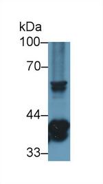 STING Antibody in Western Blot (WB)