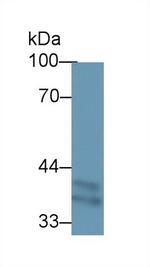 STING Antibody in Western Blot (WB)