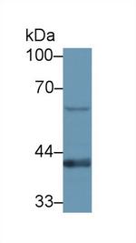 STING Antibody in Western Blot (WB)