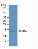 HSPB3 Antibody in Western Blot (WB)