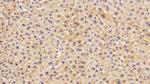 HPR Antibody in Immunohistochemistry (Paraffin) (IHC (P))