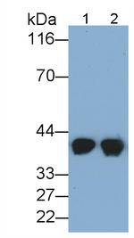 HPR Antibody in Western Blot (WB)