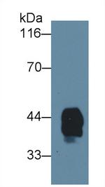 HPR Antibody in Western Blot (WB)