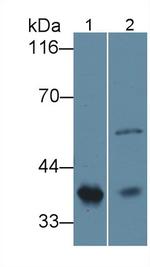 HPR Antibody in Western Blot (WB)