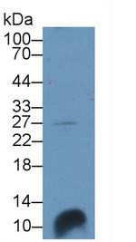 HIN-1 Polyclonal Antibody