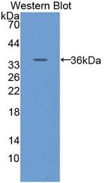 GLUT14 Polyclonal Antibody