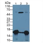 Galectin 7 Antibody in Western Blot (WB)