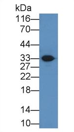 Ficolin 3 Polyclonal Antibody