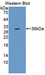 FBRS Antibody in Western Blot (WB)