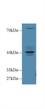 FBRS Antibody in Western Blot (WB)