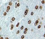 EBF2 Polyclonal Antibody