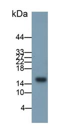 CXCL2 Antibody in Western Blot (WB)