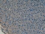COLEC10 Antibody in Immunohistochemistry (Paraffin) (IHC (P))