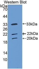 COLEC10 Antibody in Western Blot (WB)