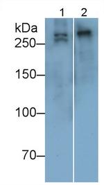 COL7A1 Antibody in Western Blot (WB)