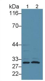 CD16 Antibody in Western Blot (WB)