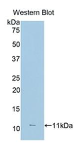 CD16 Antibody in Western Blot (WB)