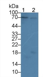 Cyclin A1 Polyclonal Antibody