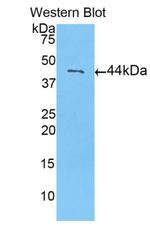 Calmodulin Polyclonal Antibody
