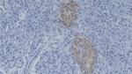 C15orf48 Polyclonal Antibody