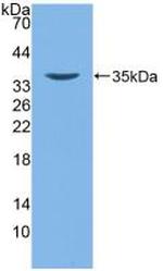 beta-2 Defensin Polyclonal Antibody