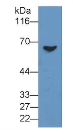 BCMO1 Antibody in Western Blot (WB)
