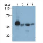 Amylase alpha Polyclonal Antibody