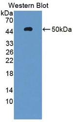 AHRR Antibody in Western Blot (WB)