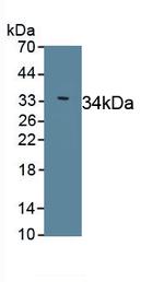 SLN Polyclonal Antibody
