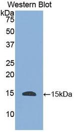 HTN1 Polyclonal Antibody