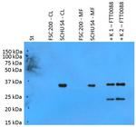 Francisella tularensis subsp. Tularensis pilT Polyclonal Antibody