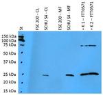 Francisella tularensis subsp. Holarctica FTT0571 Antibody in Western Blot (WB)