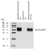 Dendra2 Polyclonal Antibody