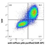 mPlum Antibody in Flow Cytometry (Flow)