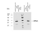 mPlum Polyclonal Antibody