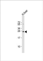 Sigma-1 Receptor Polyclonal Antibody