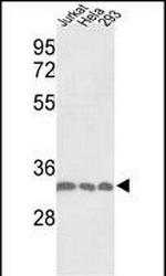 PCNA Antibody in Western Blot (WB)