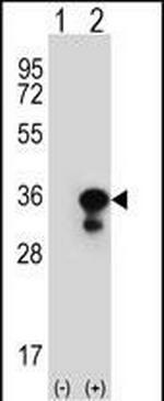 PCNA Antibody in Western Blot (WB)