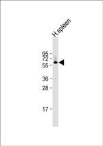 CD150 Polyclonal Antibody