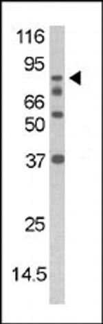 Phospho-DAXX (Ser213) Antibody in Western Blot (WB)