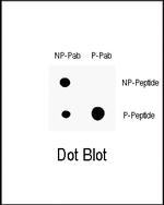 Phospho-p21 (Thr145) Antibody in Dot Blot (DB)