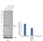 Phospho-p21 (Thr145) Antibody in Western Blot (WB)