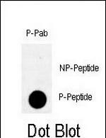 Phospho-RAD9 (Ser328) Antibody in Dot Blot (DB)