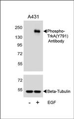 Phospho-TrkA (Tyr791) Polyclonal Antibody
